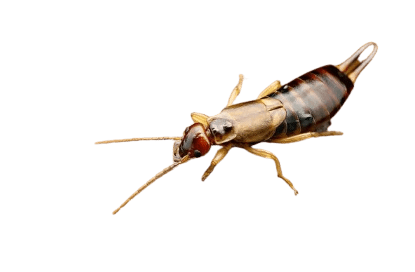 earwigs on transparent background