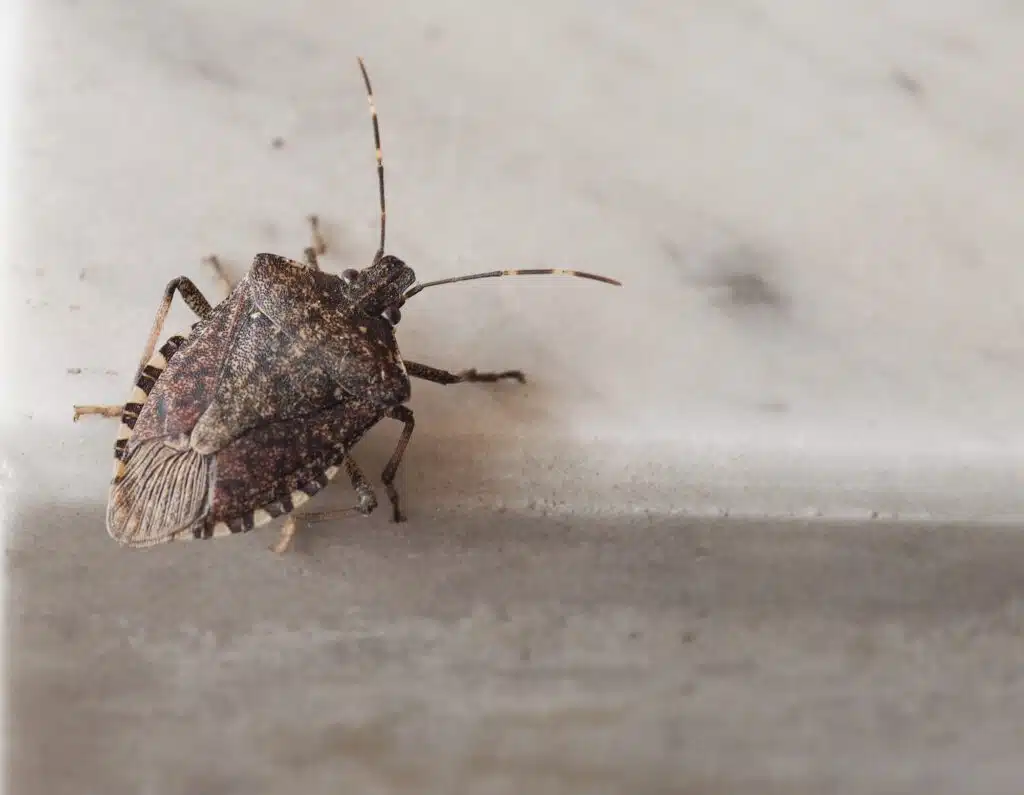 stink bug insect animal