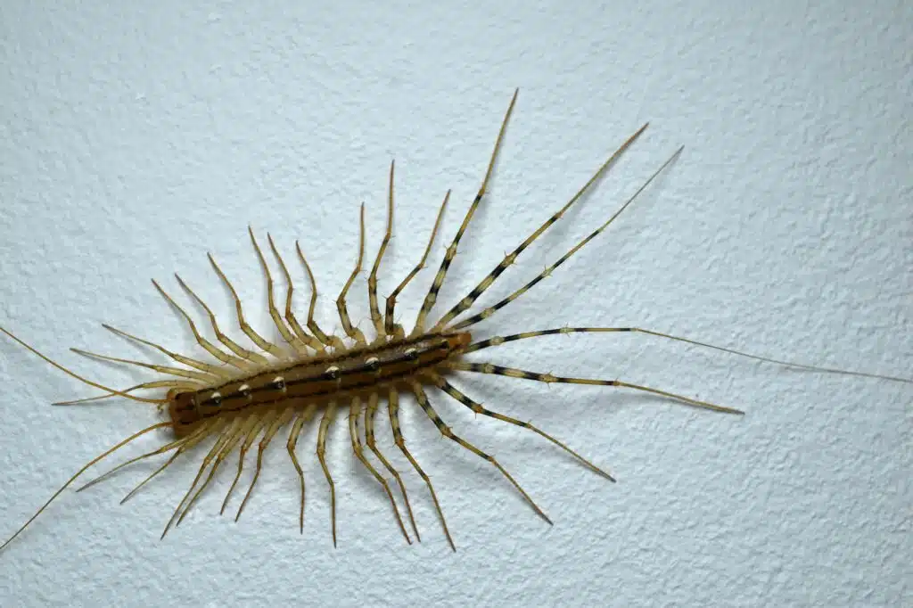 a close up of a Scutigera coleoptrata on white background