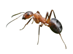 a close up of an ant