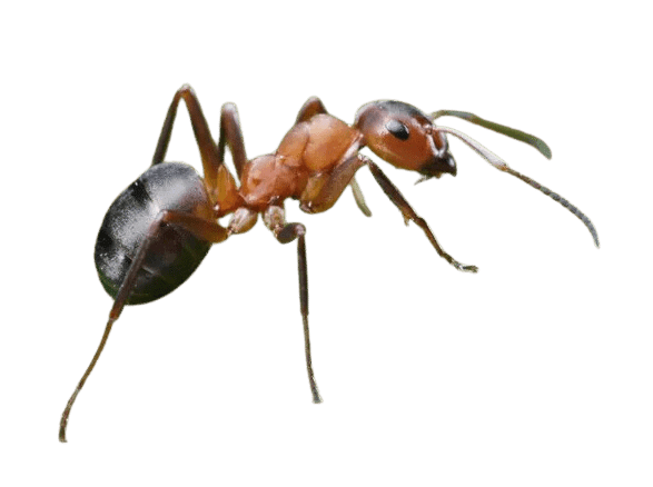 ant transparent background