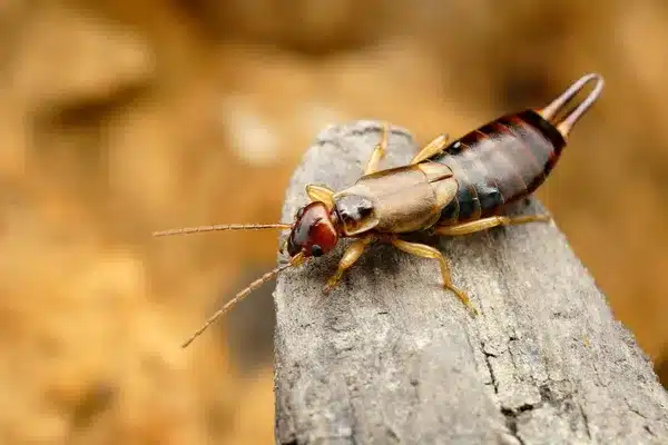 A close-up image of an earwig insect crawling on a piece of grey wood, with a blurred brown background.