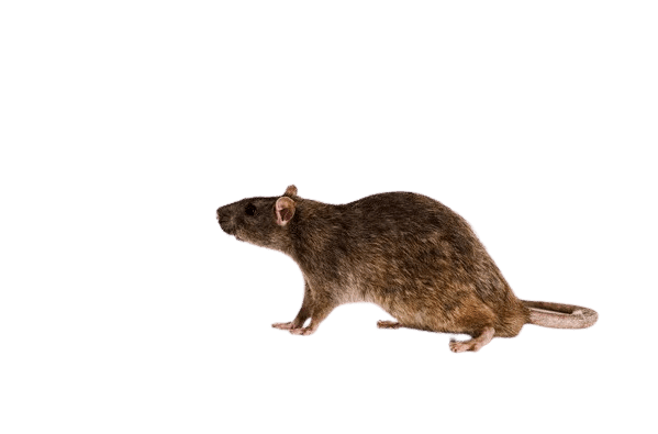 mouse on a transparent background