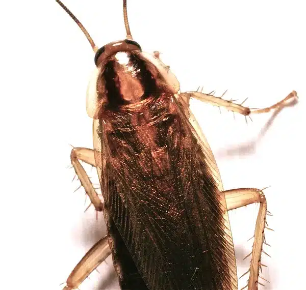 Close-up of a glossy brown cockroach