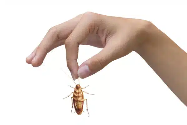 A person holding a cockroach on a white background.