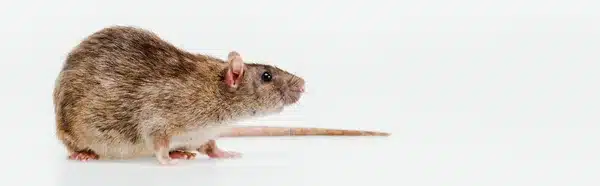 A brown rat standing upright on its hind legs.