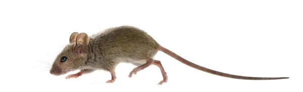 a mouse rat on transparent background