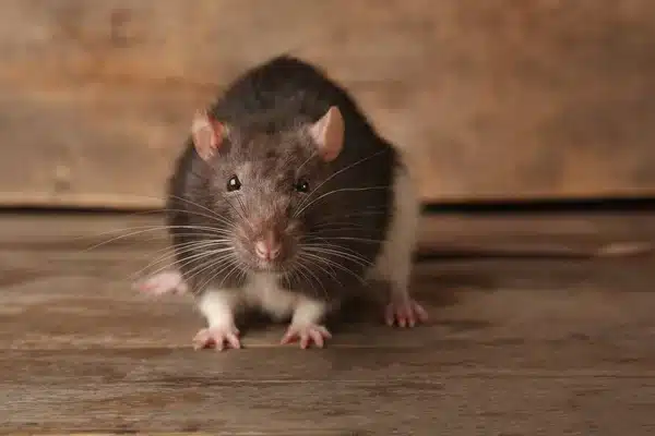 image of a rat on a wooden floor.