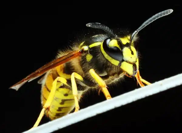 Close-up of a wasp with yellow and black stripes perched on a thin white surface