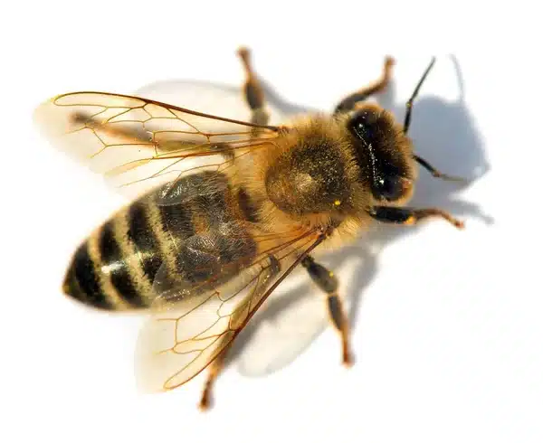 honeybee with transparent wings and fuzzy body